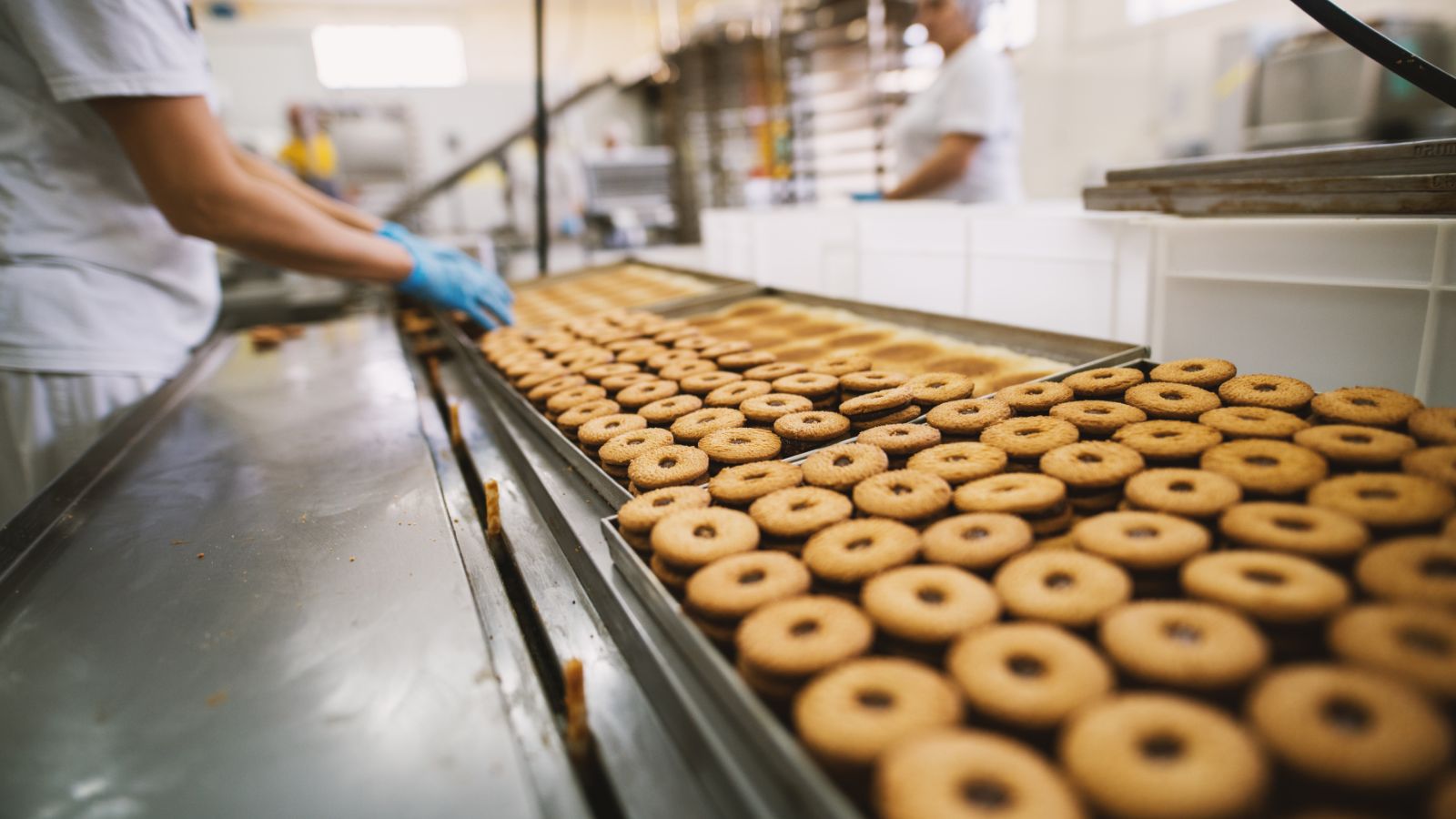 Worker quality checking biscuits on a conveyor belt